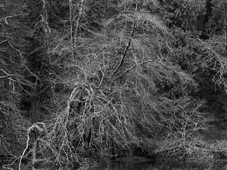 3118 Fomopan 100 Montesano 107 645 202 w