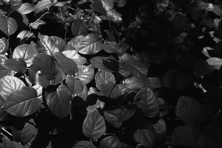 51418 CMS20 II F4 ORWA 436-Edit