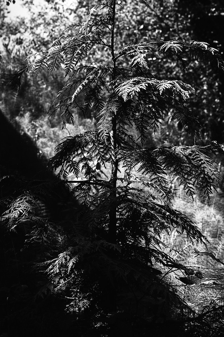 5518 CMS20 AdoIII Seattle F4 197-Edit