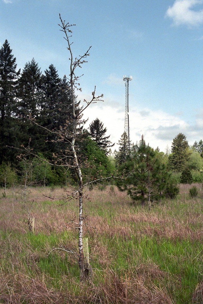 5718 Gold 400 FM2 40F2 Portland 270-Edit