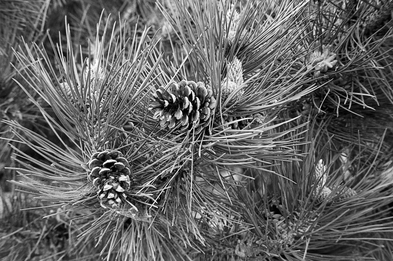 51118 400TX 50 11 E Oregon R4M 372-Edit