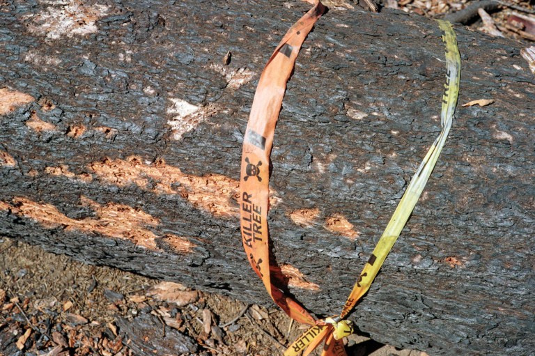 91218 ColorPlus200 R3M50S OR 011