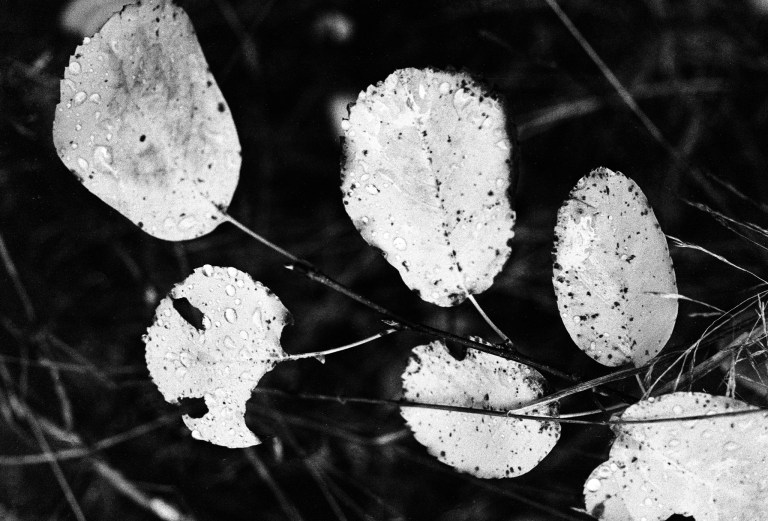 9918 HP51600 FM2 55Micro 011-Edit