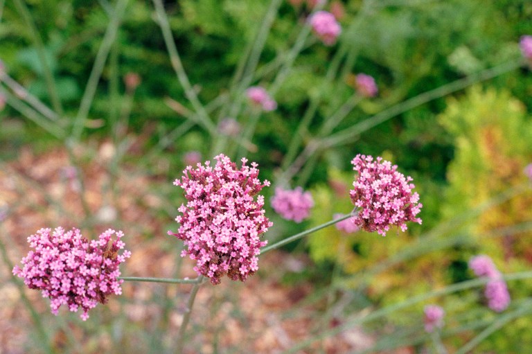 91018 F4 55 ColorPlus Garden Bee 002