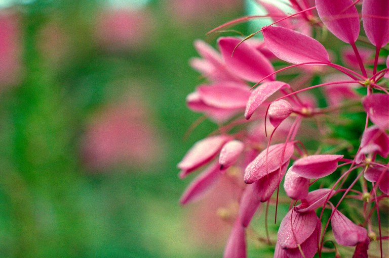 91018 F4 55 ColorPlus Garden Bee 007-Edit