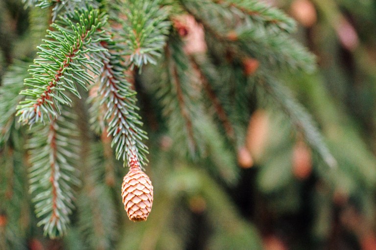 91018 F4 55 ColorPlus Garden Bee 013-Edit