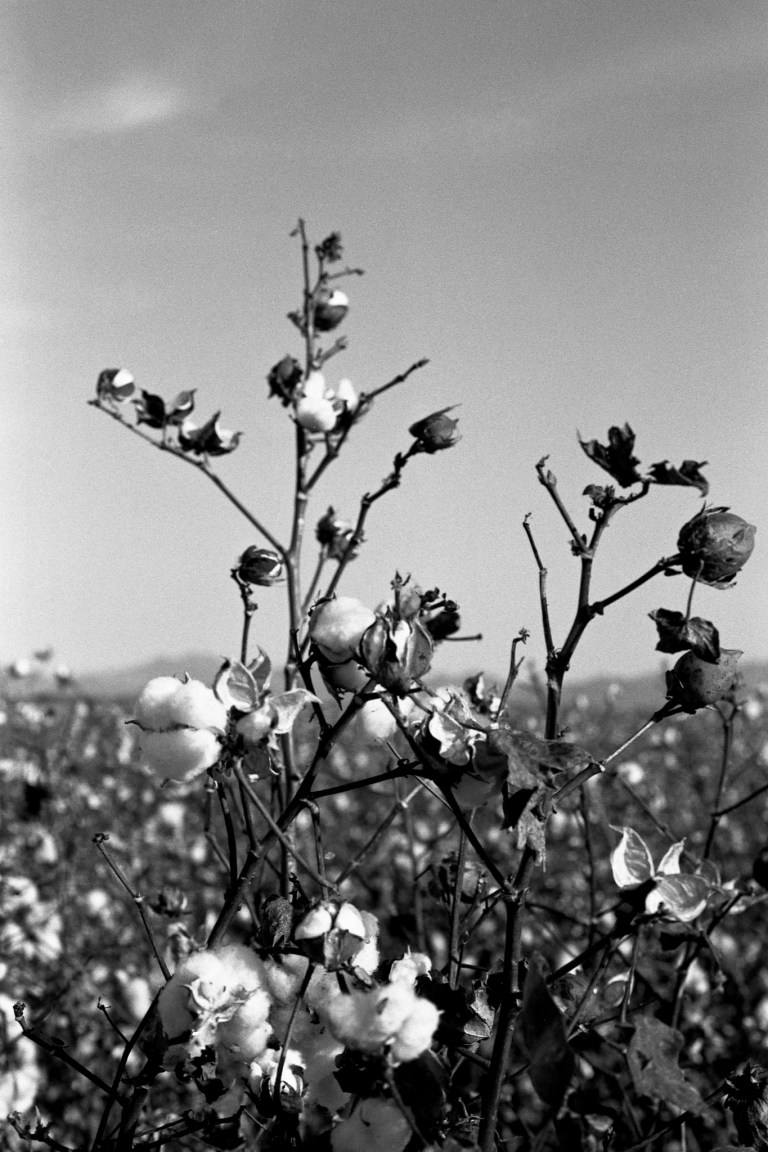 11618 FA55M Kosmo CA 011-Edit