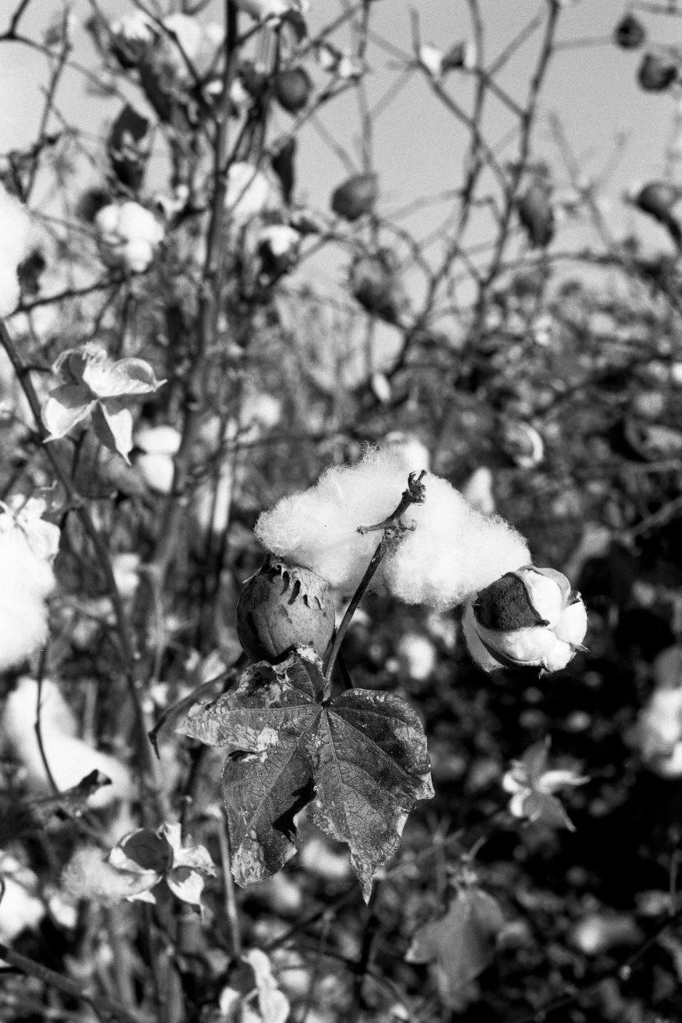 11618 FA55M Kosmo CA 013-Edit