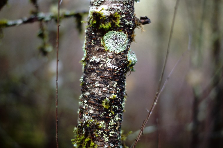 121418 black lake meadows 58 f100 015-edit