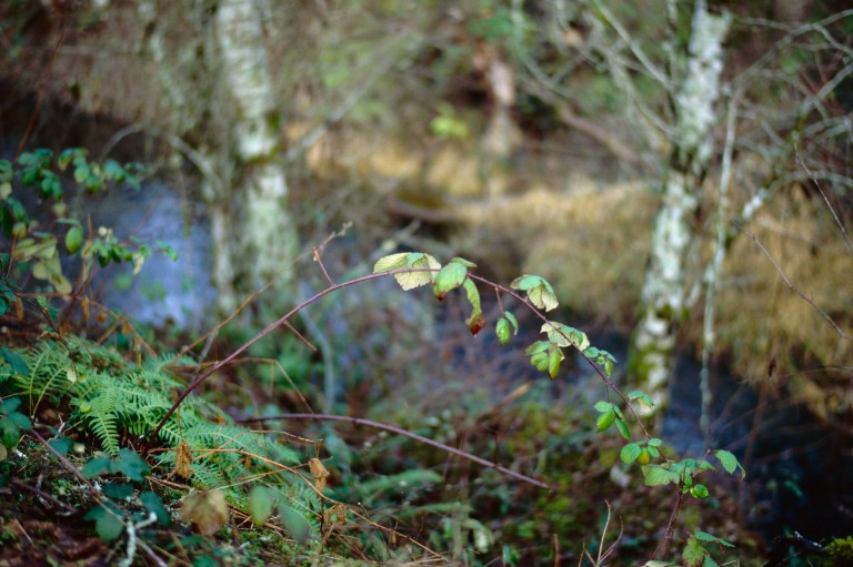 121418 black lake meadows 58 f100 017-edit