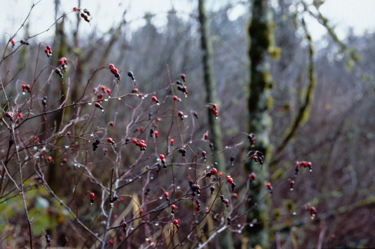 121418 black lake meadows 58 f100 0245-edit