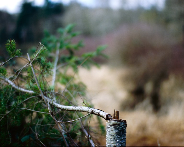 121418 black lake meadows 58 f100 034-edit