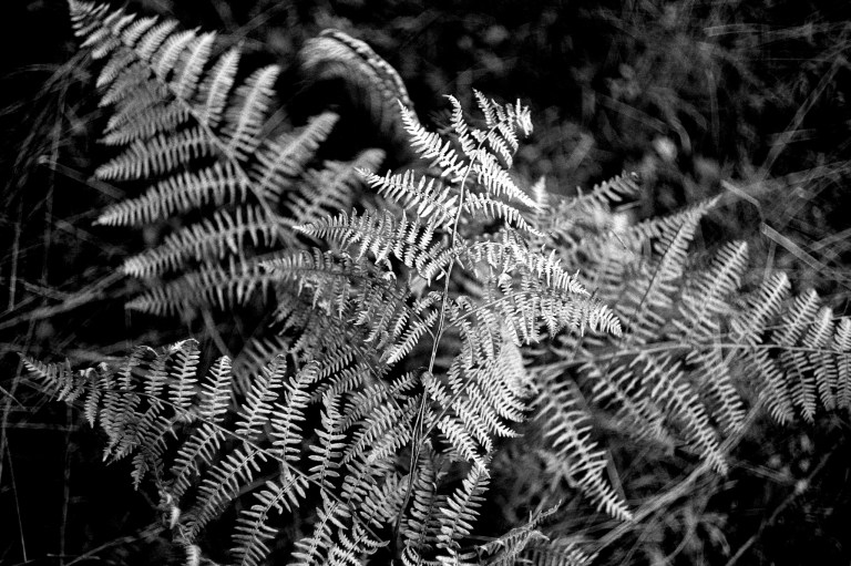 121518 EPc R3M50S Oly HP5 489-Edit copy