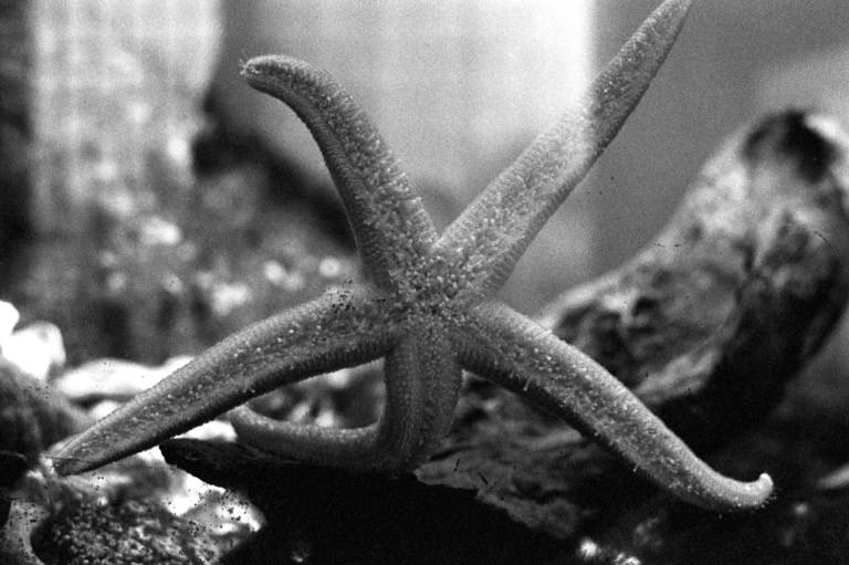 11419 F100 50g Ilford 3200 ep 977-Edit