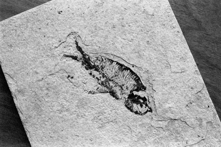 11419 F100 50g Ilford 3200 ep 979-Edit