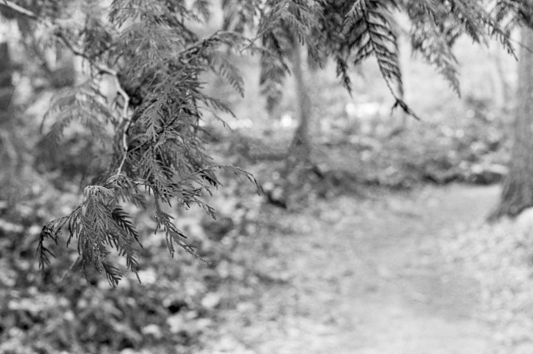 21319 Evergreen Eco Pro Epson 337-Edit