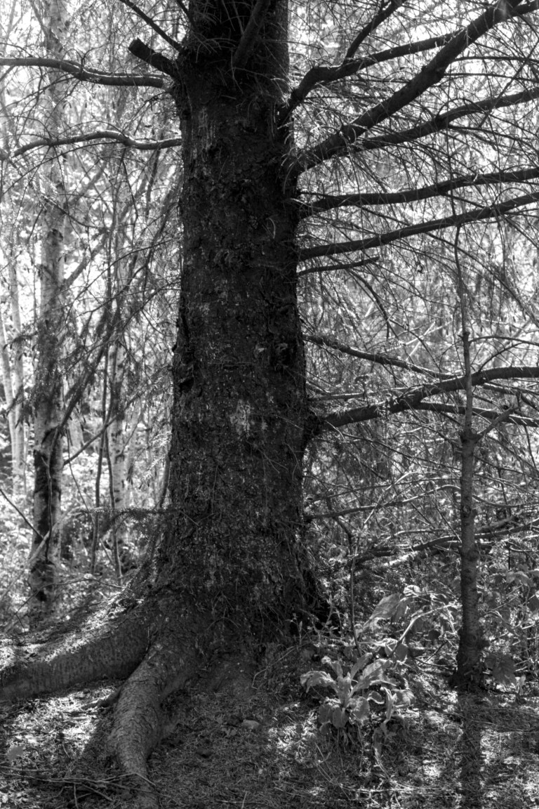 41919 Kentmere 400 WA FM2 328-Edit