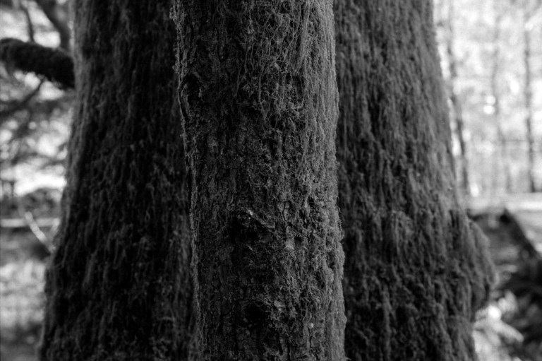 41919 Kentmere 400 WA FM2 333-Edit