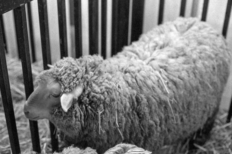 4719 Spring Fair Nik50 P3200 045