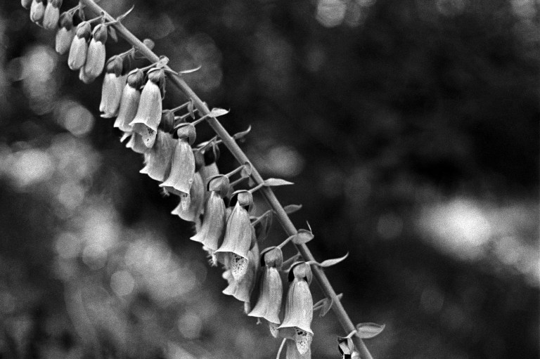 6319 XE 400TX FA Rodinal 17-Edit