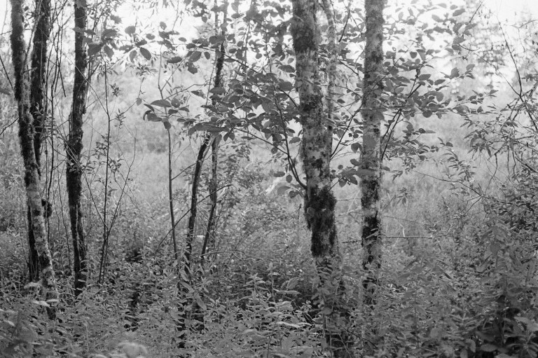 6319 XE 400TX FA Rodinal 23