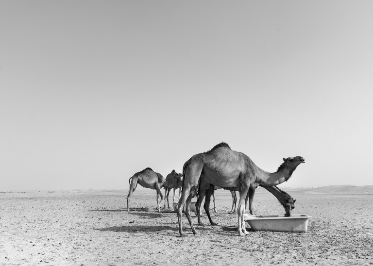 Al Ain-1234 57 bw 2 copy