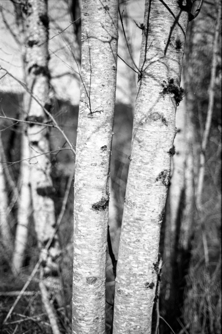 3620 Pan F 50 50D 018